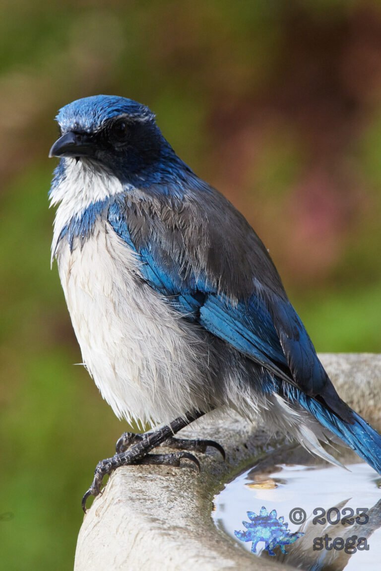 California Scrub Jay Week