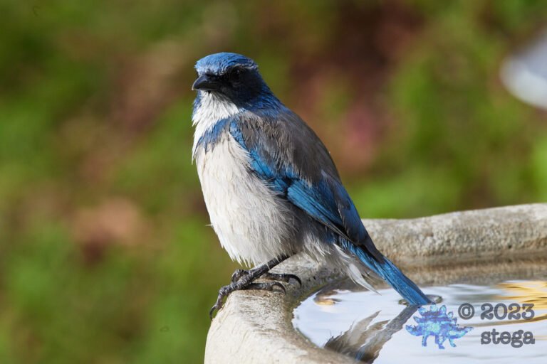 California Scrub Jay