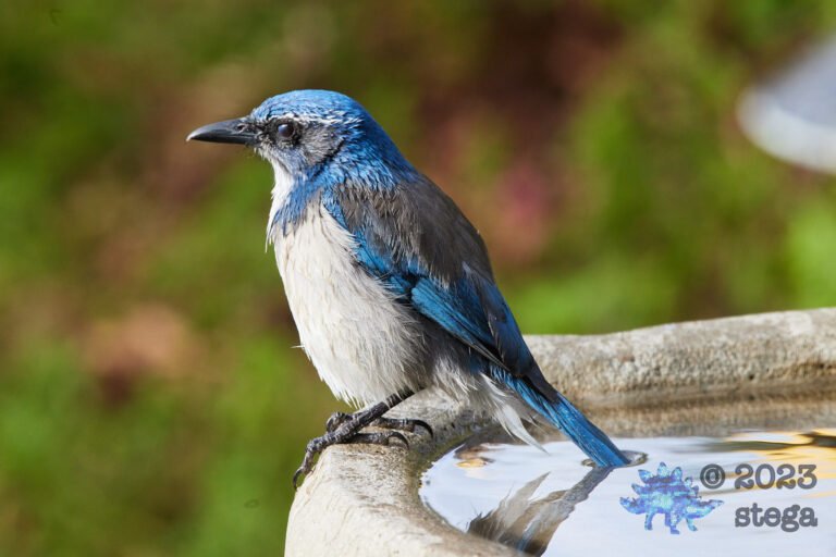 California Scrub Jay Week