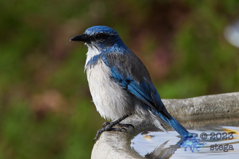 California Scrub Jay Week