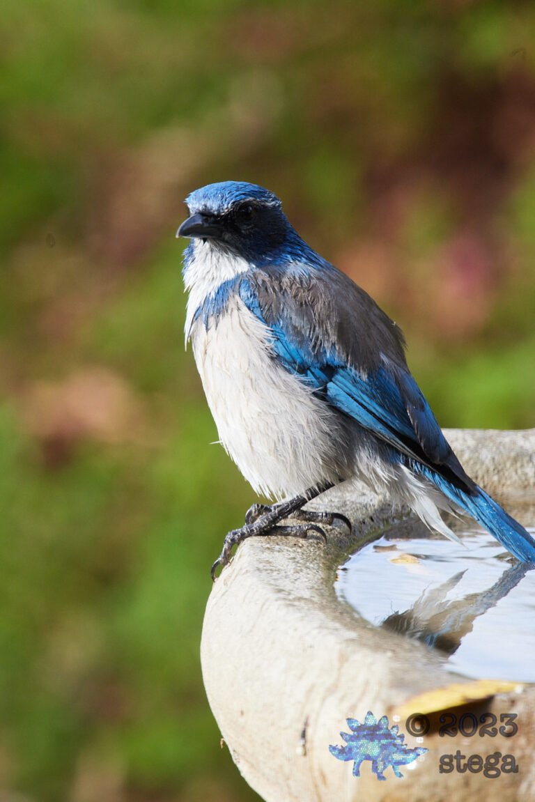 California Scrub Jay Week