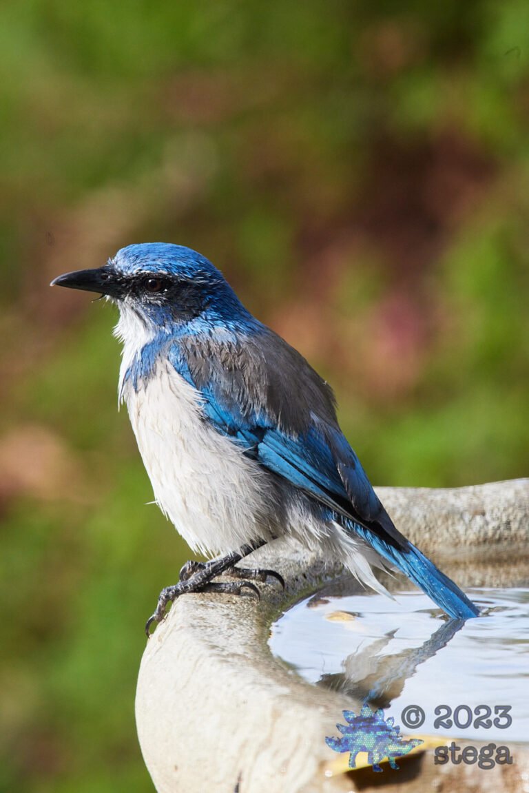 California Scrub Jay Week
