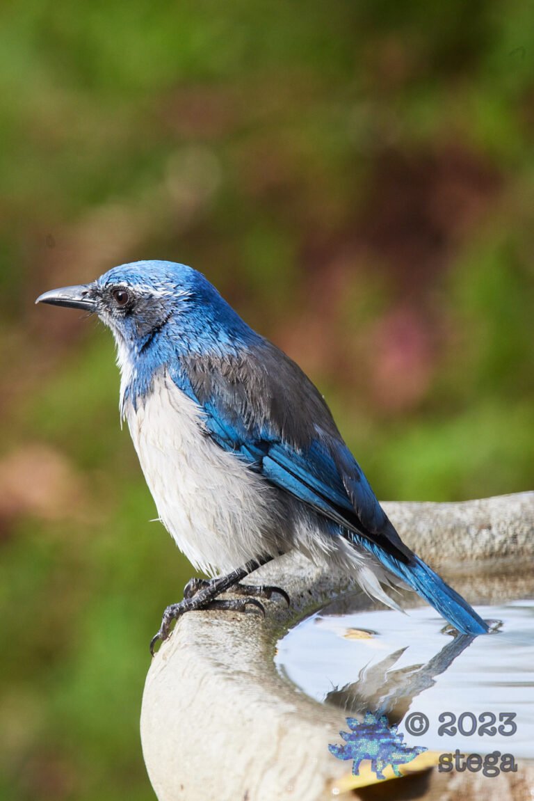 California Scrub Jay