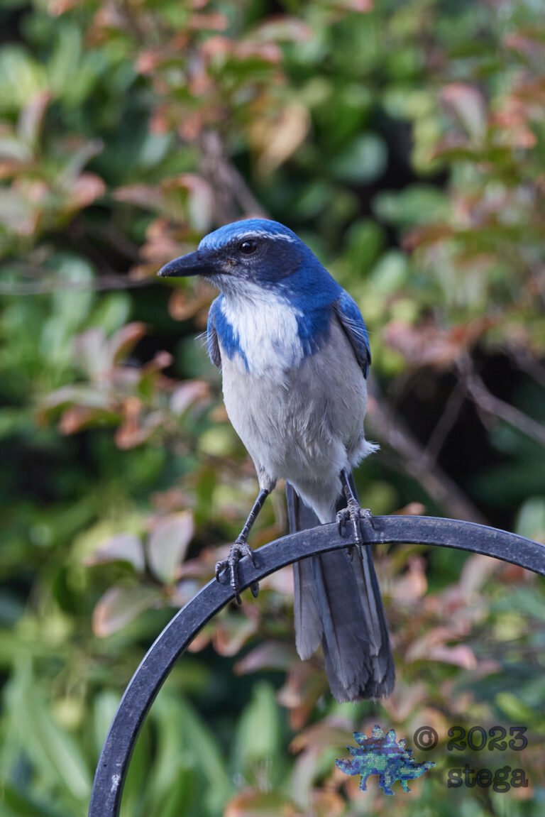 California Scrub Jay