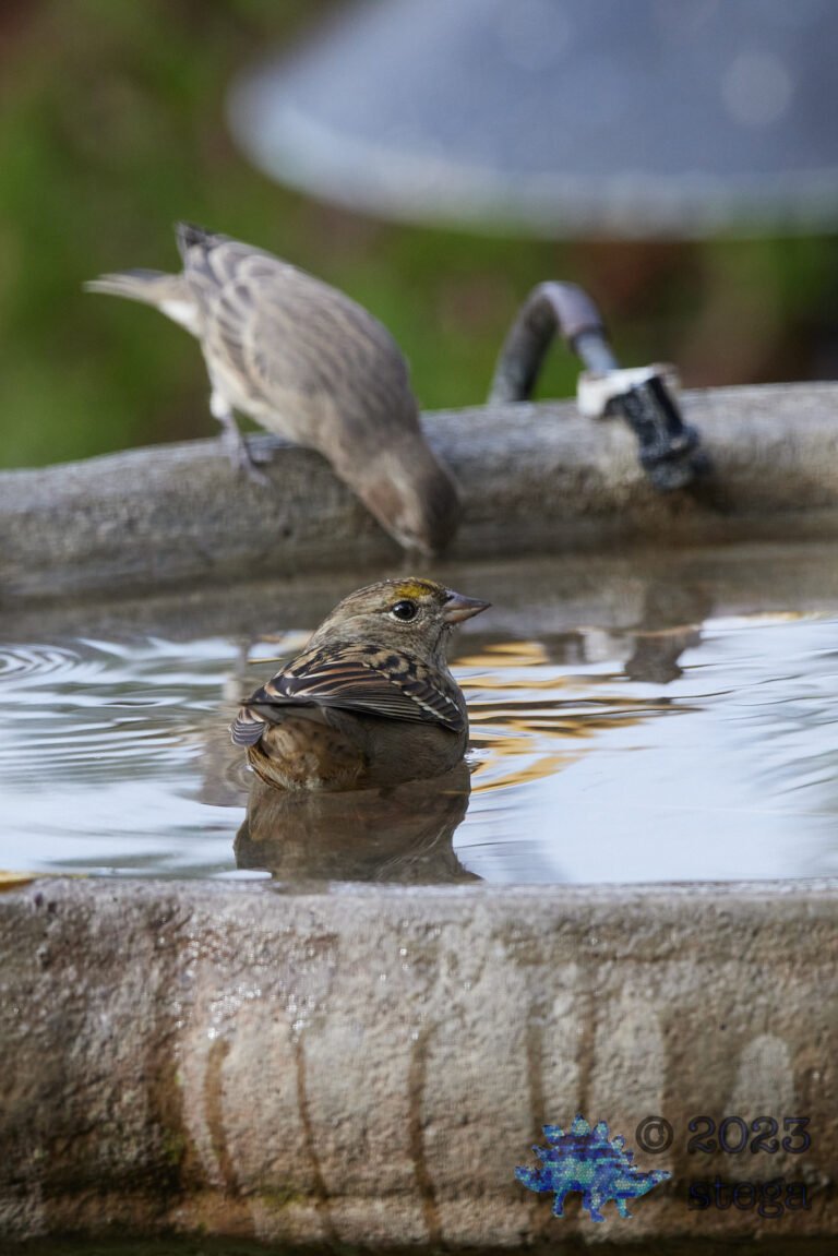 Sparrow Week