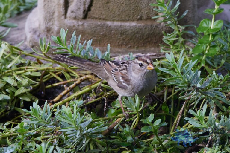 Sparrow Week