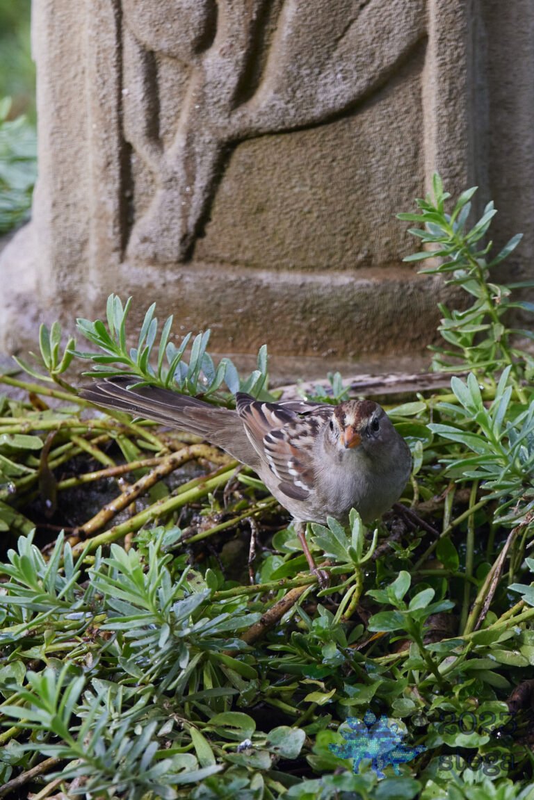 Sparrow Week