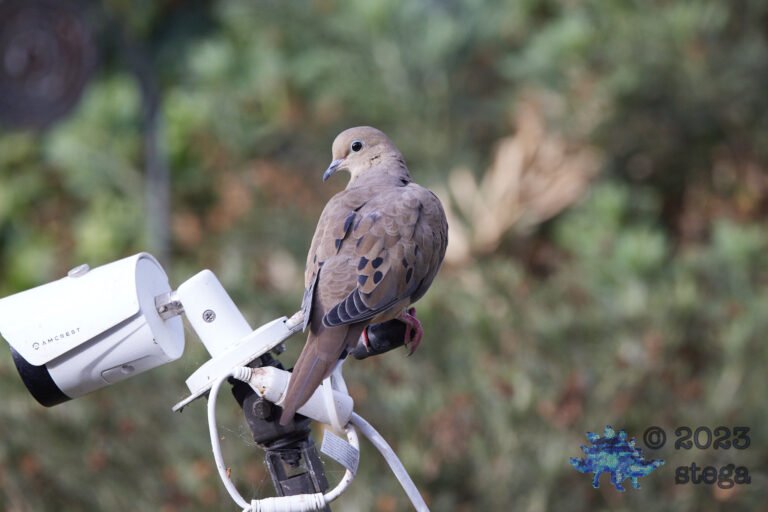 Mourning Dove