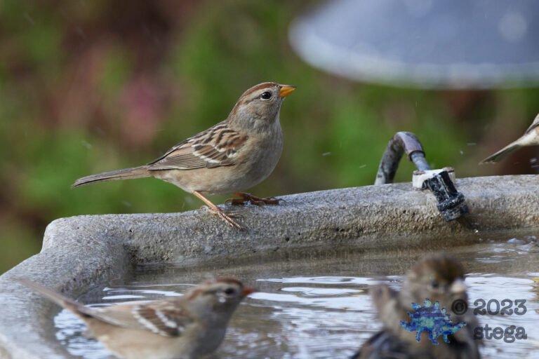 White-Crowned Sparrow