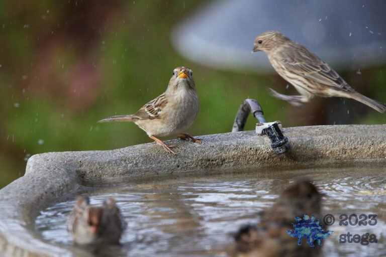 Sparrow and Finch