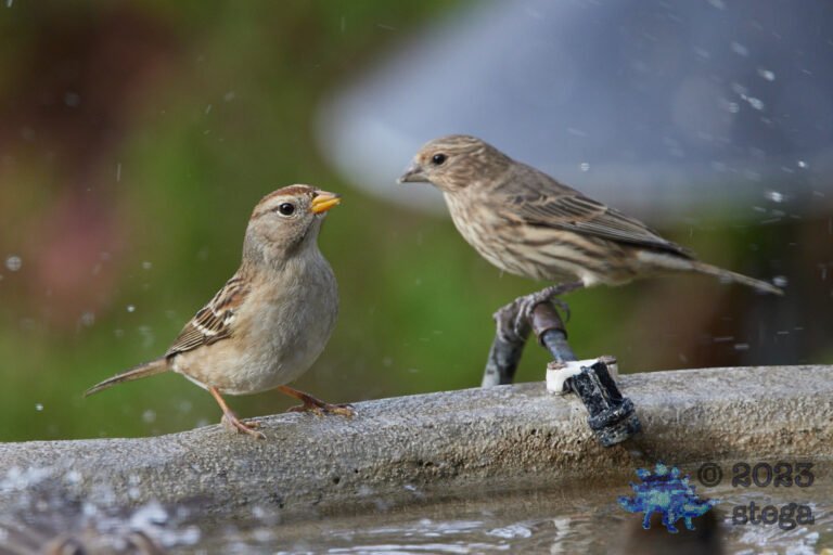 Sparrow and Finch