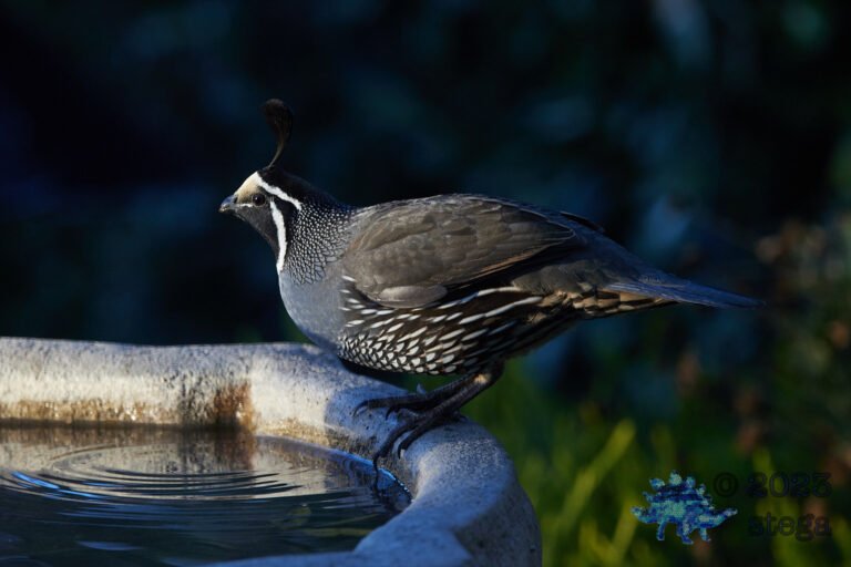 California Quail
