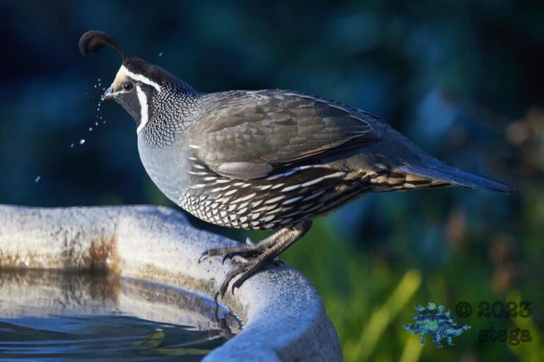 California Quail