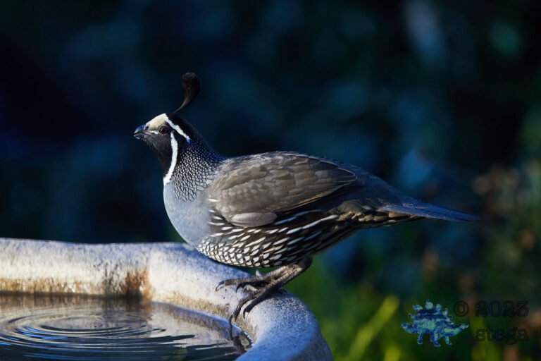 California Quail