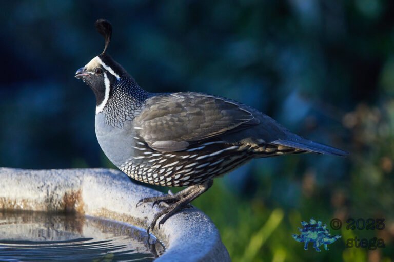 California Quail