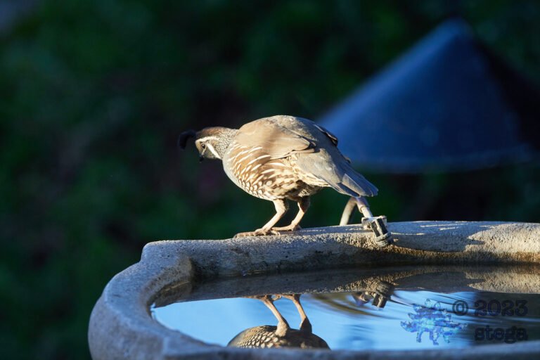 California Quail