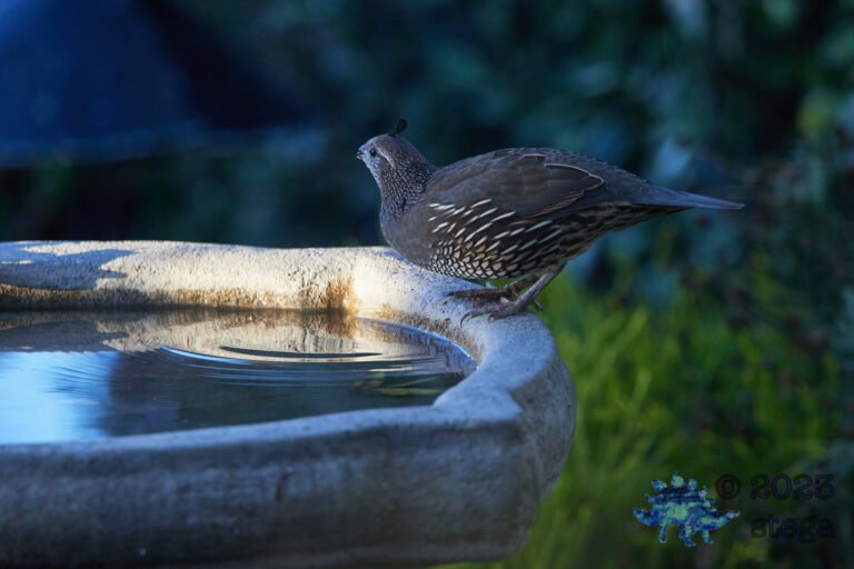California Quail