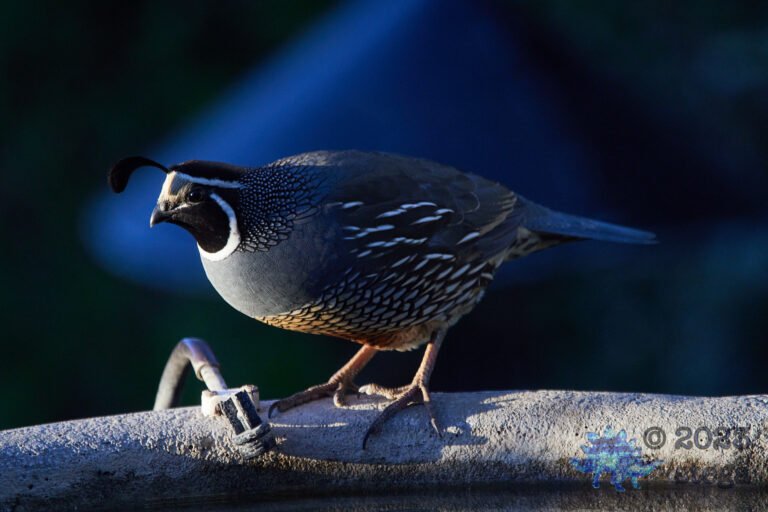 California Quail