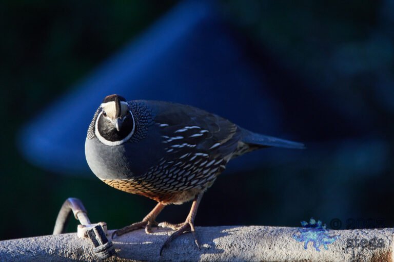 California Quail