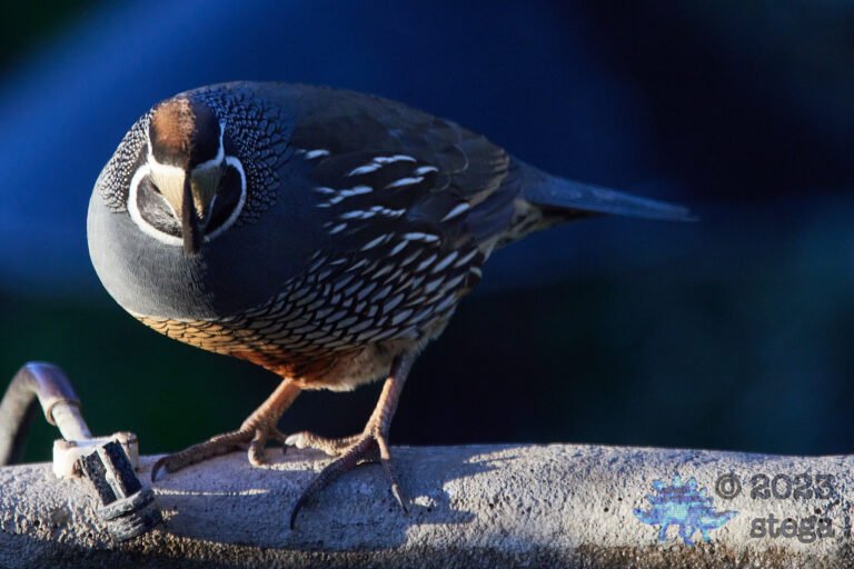 California Quail Week