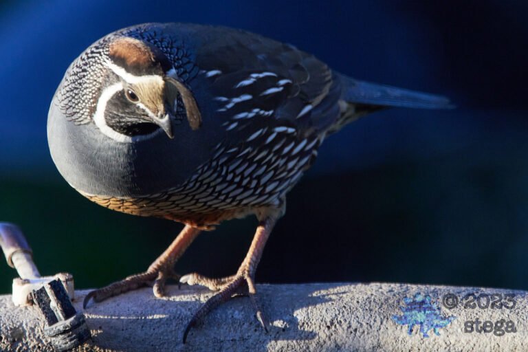 California Quail Week