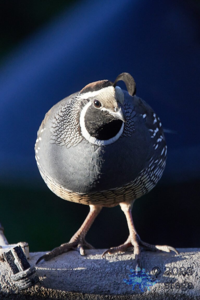 California Quail