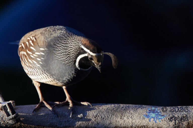 California Quail