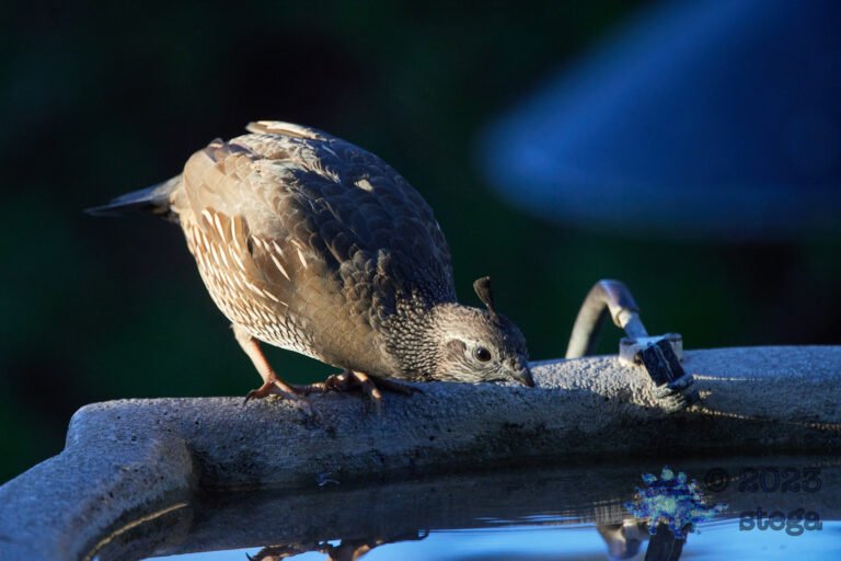 California Quail Week
