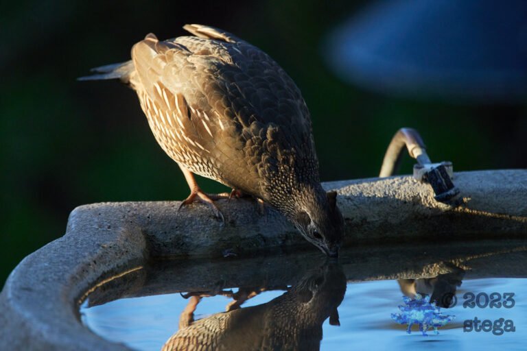 California Quail