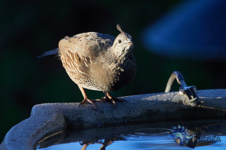 California Quail