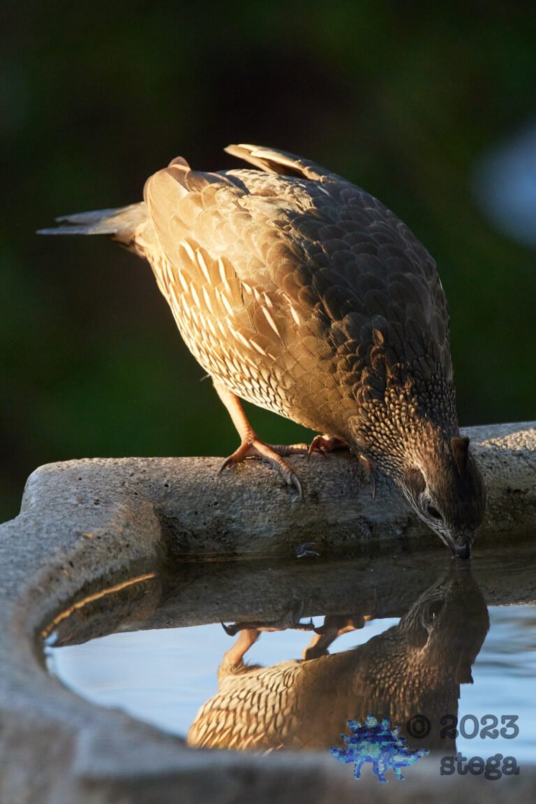 California Quail