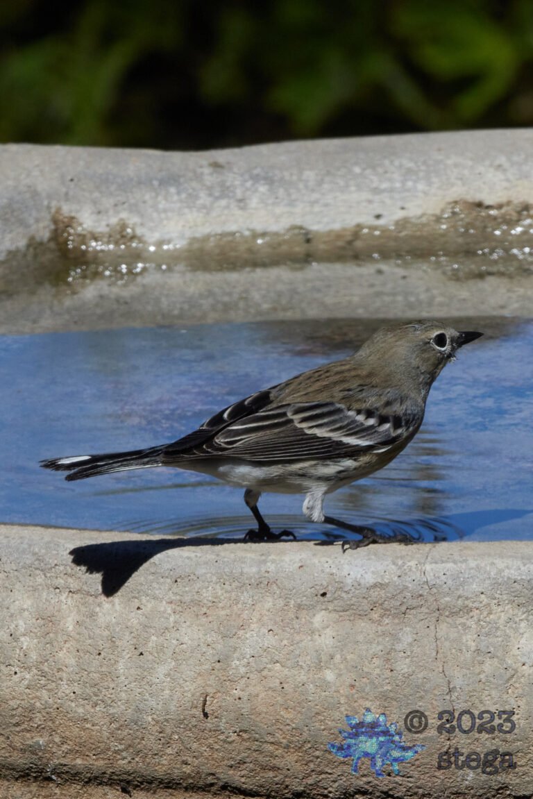 Yellow-Rumped Warbler