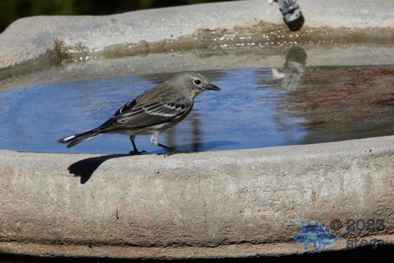 Yellow-Rumped Warbler