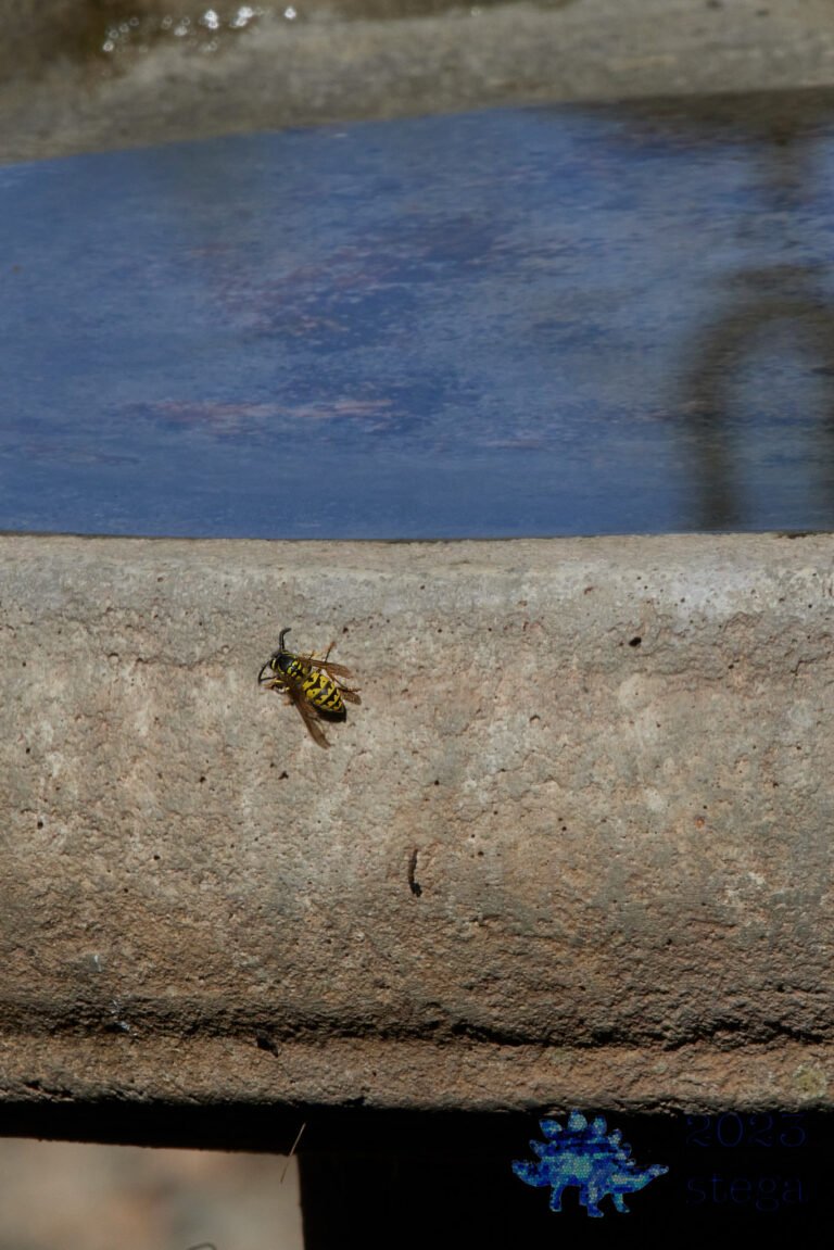 Bee