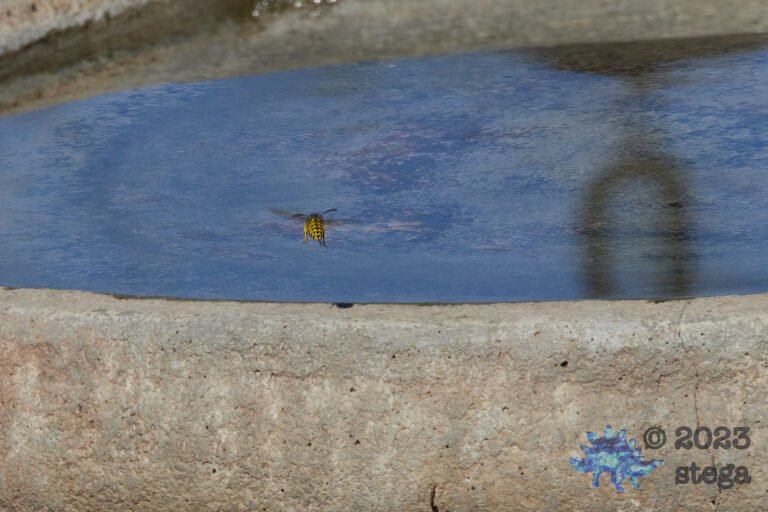 Bee