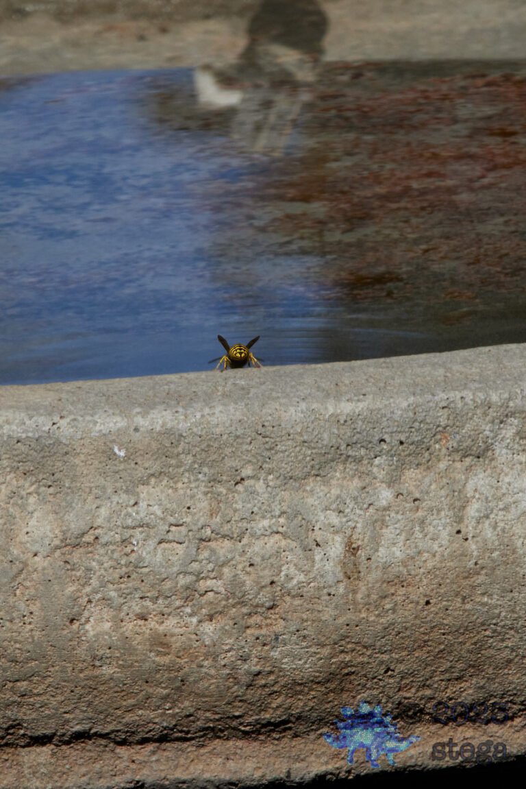 Bee