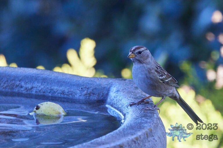 White-Crowned Sparrow