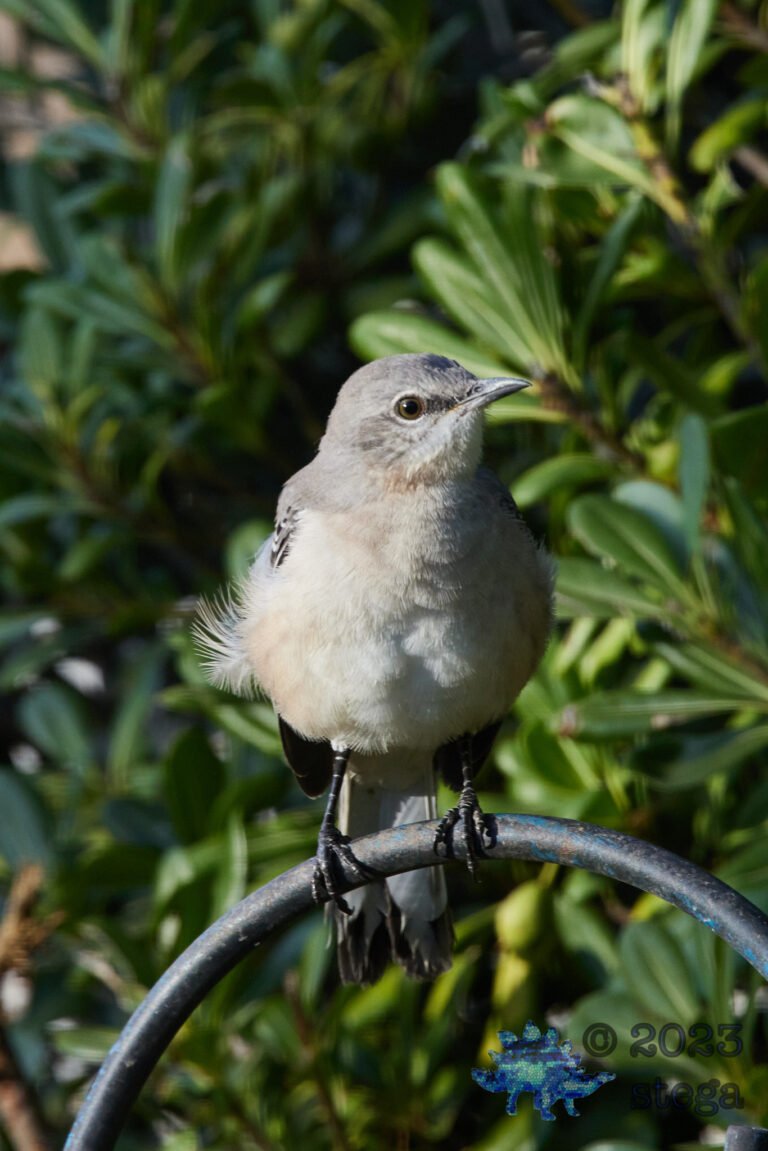 Northern Mockingbird Day