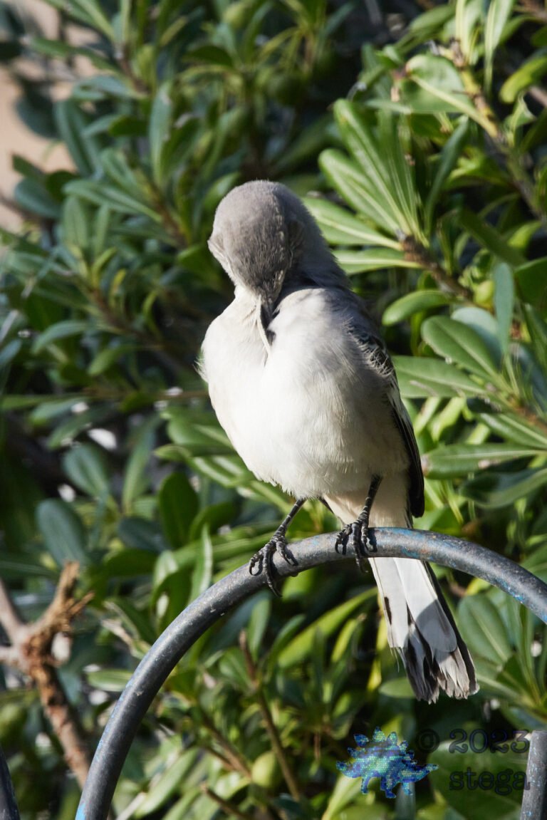 Northern Mockingbird