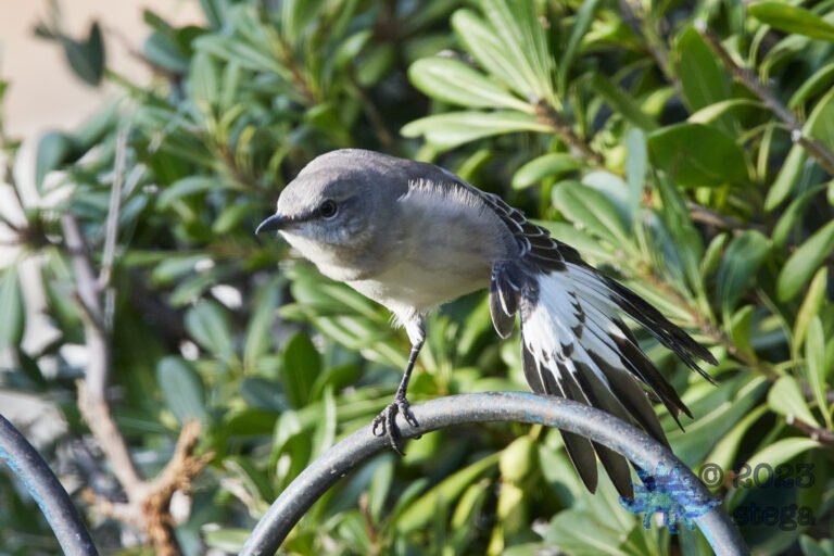 Northern Mockingbird