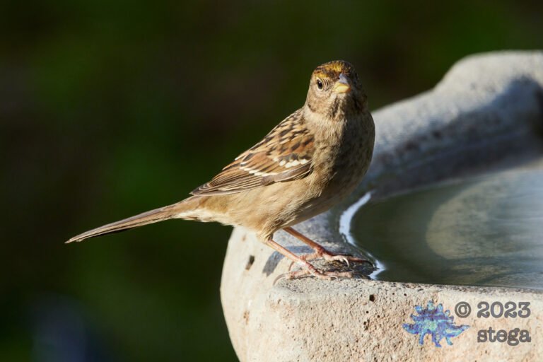 Gold-Crowned Sparrow
