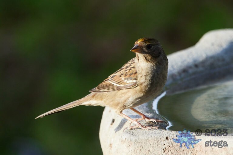 Gold-Crowned Sparrow
