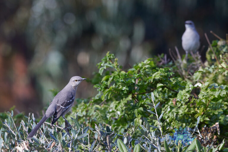 Northern Mockingbird