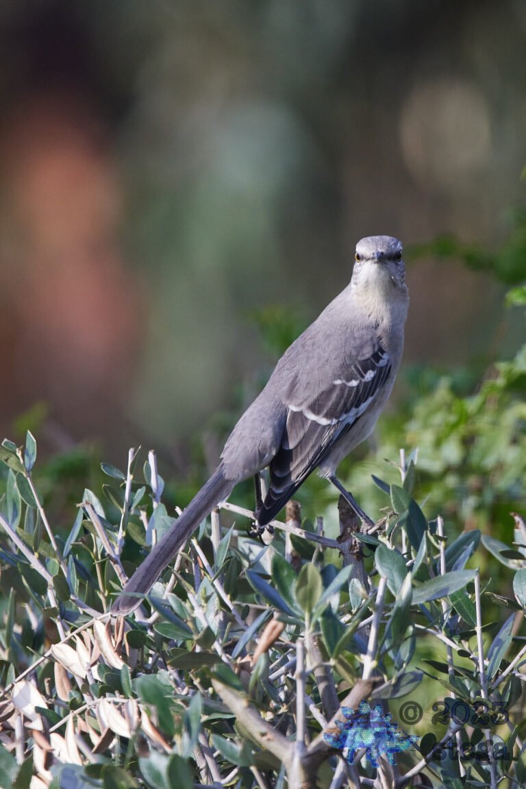 Northern Mockingbird