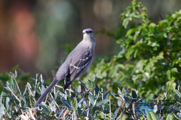 Northern Mockingbird
