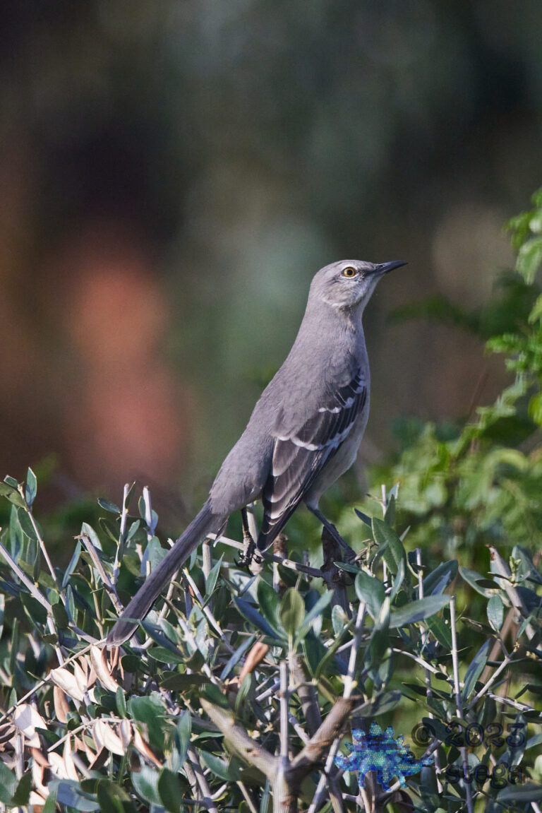 Northern Mockingbird