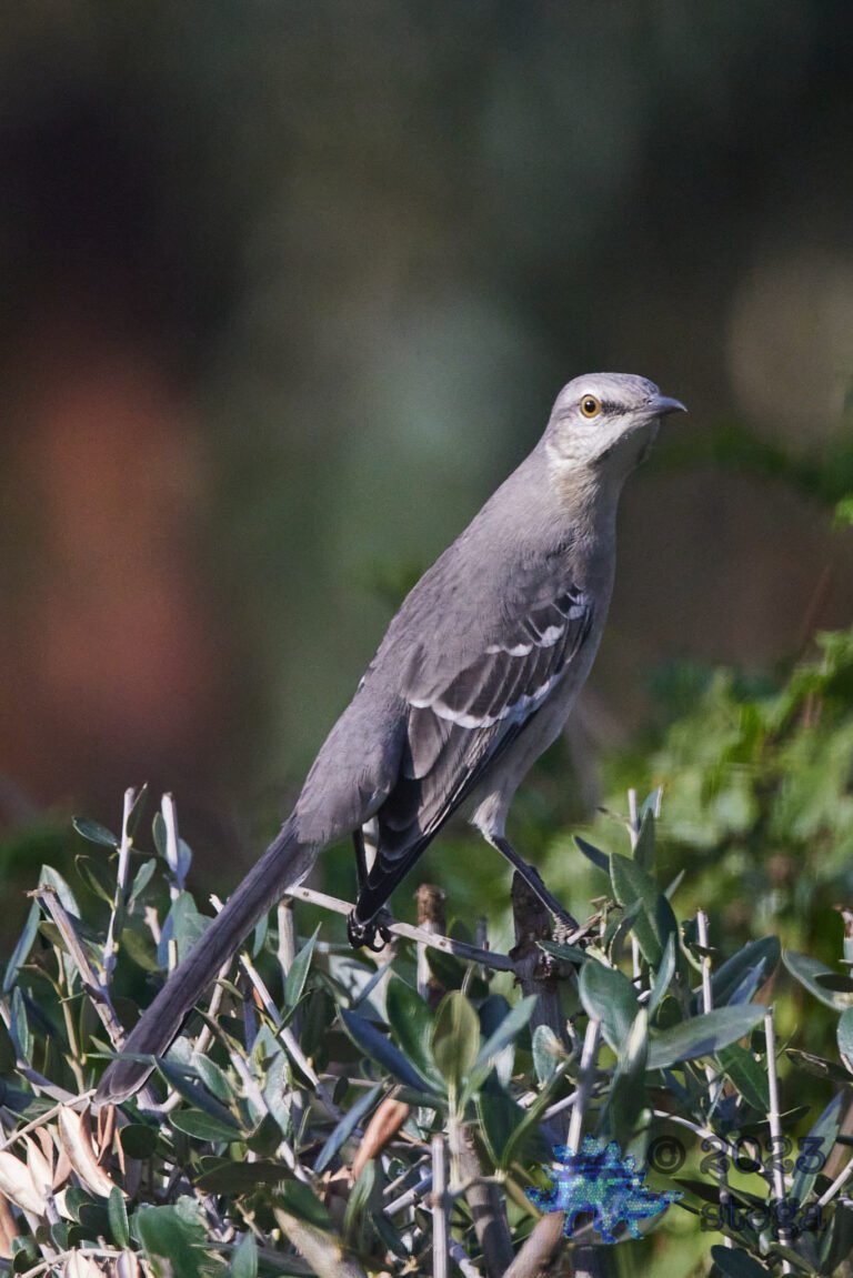 Northern Mockingbird