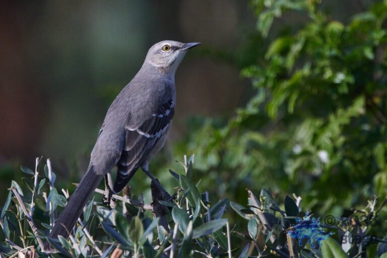 Northern Mockingbird