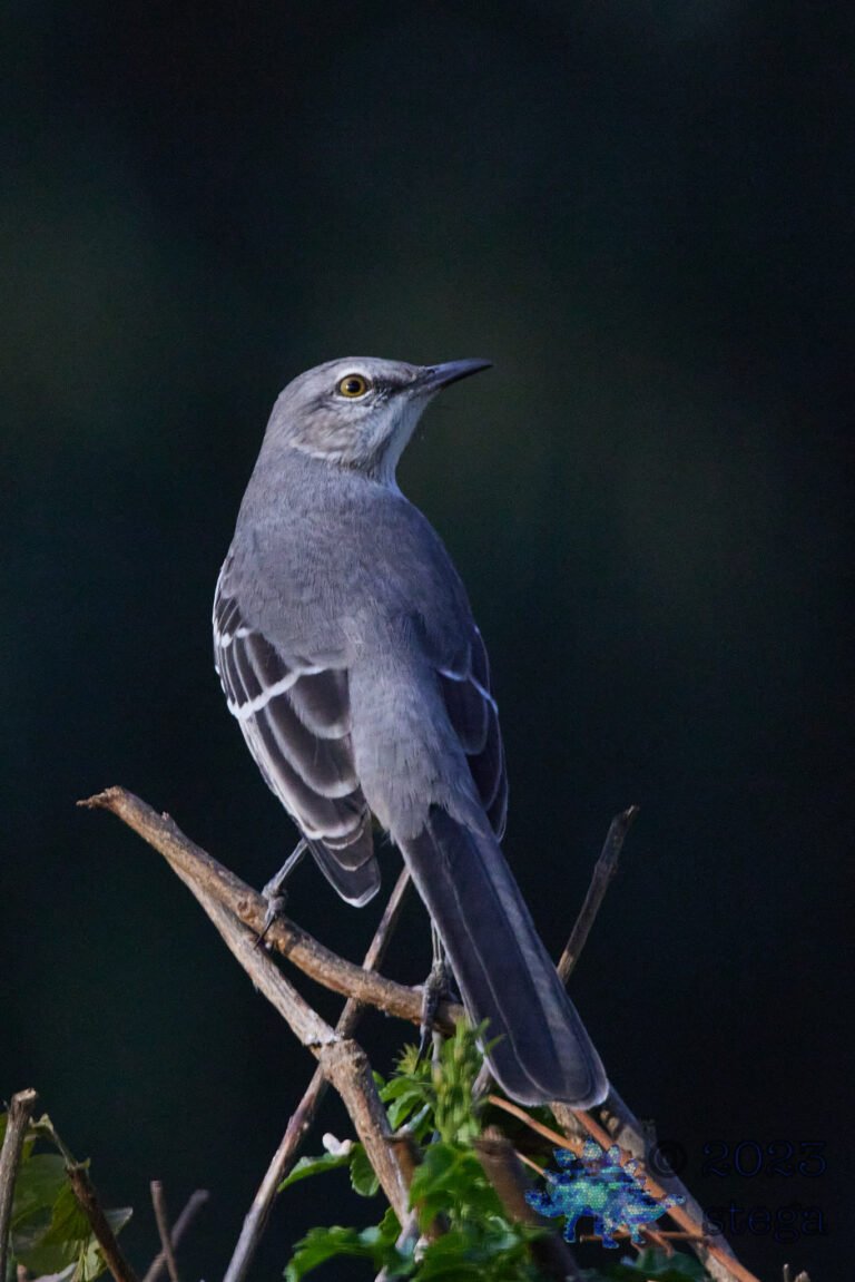 Northern Mockingbird