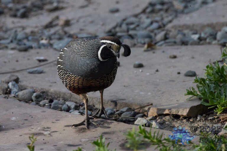 California Quail Week